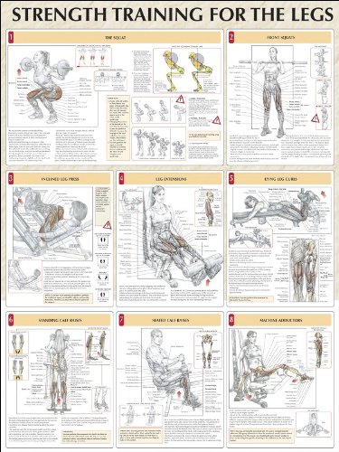 strength training for the legs poster strength training anatomy