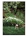 8-week-old Golden Retriever Puppy in Garden Animals Photographic Poster Print by Frank Siteman, 12x16