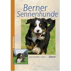 Berner Sennenhunde (Heimtiere)