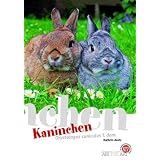 Kaninchen: Oryctolagus cuniculus f. domvon "Kathrin Aretz"