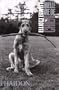 Quelle vie de chien (Ancien prix �diteur  : 12,95 euros)