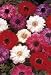 Unwins Bulbs - Anemone St Brigid Mixed 25 prepacked bulb(s)