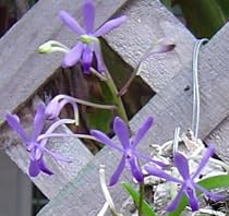 Darwinara Charm 'Blue Star' orchid plant
