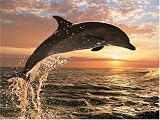 Dolphin Sunset Jigsaw Puzzle 500pc