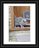 Framed Print of JD-20761 CAT. walking out of back door from Ardea