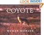 Coyote