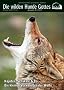 Wolf Magazin: Die wilden Hunde Gottes: Kojote, Schakal & Co - Die kleinen Verwandten der W�lfe: Wolfmagazin Ausgabe 1/2012