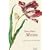Maria Sibylla Merian: New Book of Flowers (Minis)