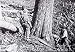 Logging & Forestry Films, Redwood and Lumber Mills-5 Classic Films on DVD