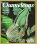 Chameleons: Everything about selection, care, nutrition, diseases, breeding, and behavior