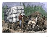 African-American Hauling Baled Cotton to Market with a Team of Mules, c.1800 Art Giclee Poster Print, 12x9