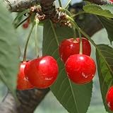 Product Description
(≪甘くて大粒!近年人気の新品種≫「佐藤錦」と「天香錦」の交配育成で誕生した新品種「紅秀峰」。糖度は20度以上で、酸味が少なく甘みが濃厚なのが特徴です。また、佐藤錦よりもち密でしっかりとした果肉なので日持ちが良く、とても大粒で甘い人気の品種です。7月に入ってからが最盛期なのでお中元などにもぴったりです。恵まれた自然環境の山形県寒河江西村山地域で収穫されたものだけを限定して、JAさがえ西村山からプロが選んだ紅秀峰を産地直送でお届けします!)
山形のさくらんぼ「紅秀峰」1Kg(特秀品2Lサイズ・バラ詰め)≪JAさがえ西村山から産地直送!出荷は7月初旬から≫ / JAさがえ西村山