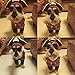 TOPSUNG Cool Caribbean Pirate Pet Halloween Costume for Small to Medium Dogs/Cats, Size M
