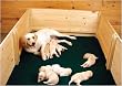 Drymate Green Dog Whelping Box Liner