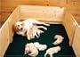 Drymate Green Dog Whelping Box Liner