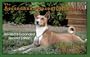 The Secondhand Basenji Handbook