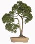 Brussel's Shimpaku Juniper Bonsai Tree