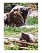 Bear Bathing Beauties Humor Photographic Poster Print by Allyson P Holt, 8x10