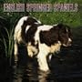 English Springer Spaniels 2005 Wall Calendar
