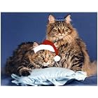 Pet Star Interfaith Cards - Cats by  Pet Star Photography