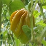 Habanero Mustard - senf- oder honigfarbenes Habanero-Chili - 10 Samen