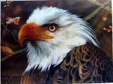 3D Lenticular Stereoscopic Print Paint Picture - Bald Eagle Portrait