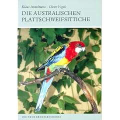 Die australischen Plattschweifsittiche