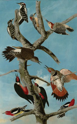 Audubon Woodpeckers Wooden Jigsaw Puzzle