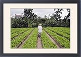Framed Prints of Gardener in a cabbage patch, Cameron Highlands, Perak state, Malaysia, from Robert Harding