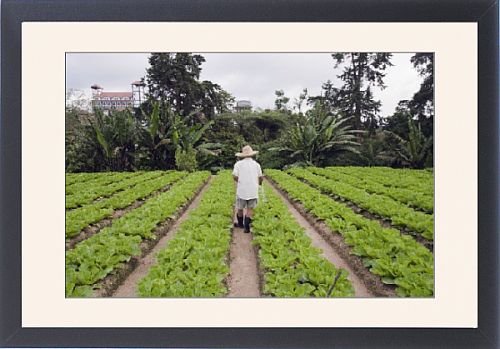 Framed Prints of Gardener in a cabbage patch, Cameron Highlands, Perak state, Malaysia, from Robert Harding