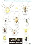A Guide to House and Garden Spiders