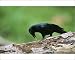 Photographic Prints of New Caledonian CROW - feeding from Ardea Wildlife Pets