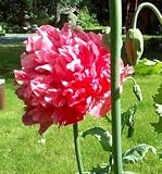 Turkish Bombast Rose Somniferum Poppy 200 Seeds