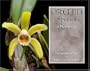 Orchid Species: A Photo Tribute