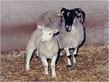 Cloning: How and Why