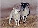 Cloning: How and Why