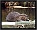 Beaver (In Water) Framed Art Poster Print - 16