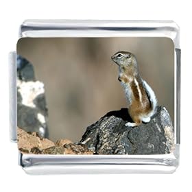 Chipmunk On Rock Animal Photo Italian Charms Bracelet Link