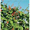 Scarlet Runner Beans Dry 1 Resealable Scarlet Runner Beans Dry 1 Resealable