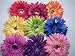 12 Gerbera Daisy Flower Heads Assorted Colors