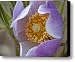Pasqueflower Promise Canvas Print / Canvas Art - Artist Katie LaSalle-Lowery