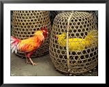 Fighting Cocks, Rosters, with Dyed Plummage Looking for a Way Out, Tenganan, Indonesia Photography Framed Art Poster Print by Adams Gregory, 39x31