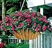 Victorian Rose Double Impatiens 15 Seeds - Annual