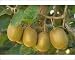 Photographic Prints of Kiwifruit - ripe fruits hanging in bunches from the plants from Ardea Wildlife Pets