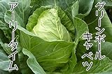 【生産農場直送】 キャベツ苗 【アーリータイム】キャベツ 葉菜苗 9cmポット プロ農家も使う葉菜苗 野菜苗 ガーデニング 家庭菜園