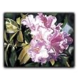 Pink Rhododendron - Gift Enclosure Cards (set of 12)