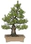 Brussel's Black Pine Specimen Tree