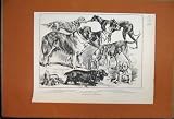 1888 DOGS BULLDOG SPANIEL IRISH SETTER ST BERNARD YORKY