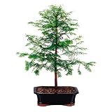 Brussel's Dawn Redwood Outdoor Bonsai Tree