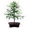 Outdoor Bonsai